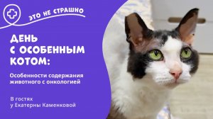Это не страшно. День с особенным котом: особенности содержания животного с онкологией