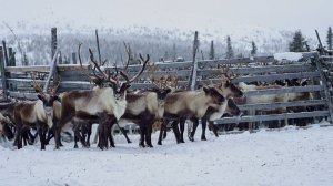 Электронную маркировку тысяч северных оленей начали в ХМАО
