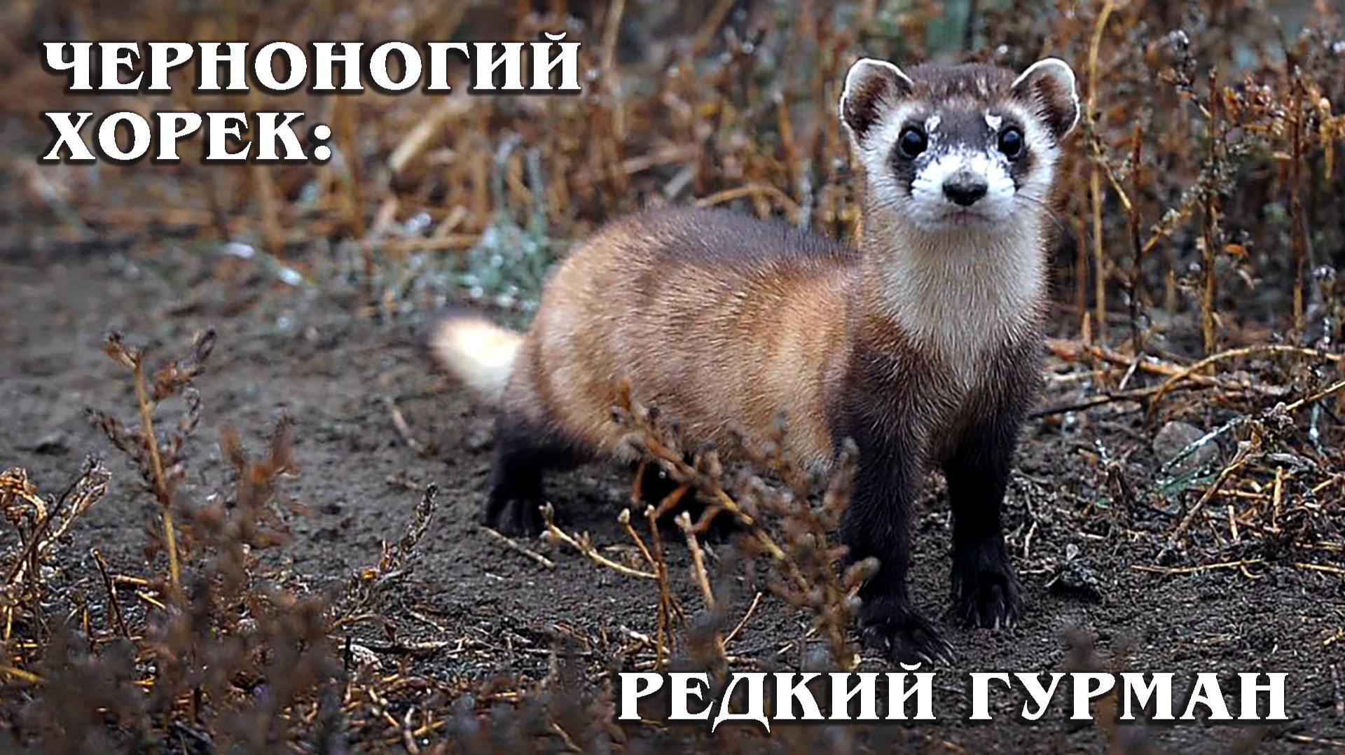 Американский Хорек: Редкий Гурман из Семейства Куньих | Интересные факты про хорьков