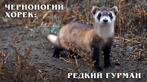 Американский Хорек: Редкий Гурман из Семейства Куньих | Интересные факты про хорьков