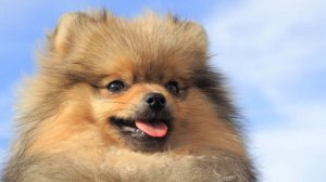 Его могли уже продать: хозяева разыскивают пропавшего в Москве шпица