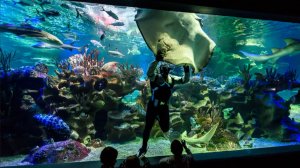 Океанариум в Петербурге