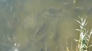 Вот это сборище толстолобиков 😱