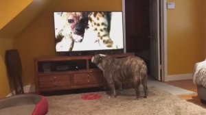 Бульдог видит Гепарда по телевизору и зовёт сестру на подмогу