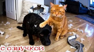 Приколы с Животными🔥😂Приколы 2025Смешное ВидеоСмешные животные