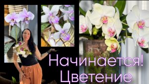 Скромно , но красиво начинается цветение! Нарядили ёлку 🎄я оговорилась, не Монтрё, а Стелленбош!!!