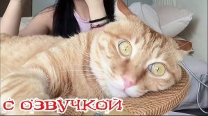 СМЕШНЫЕ КОТЫ и СОБАКИ Смешные - видео-ОЗВУЧКА! СМЕШНОЕ ВИДЕО Наши любимые смешные животные