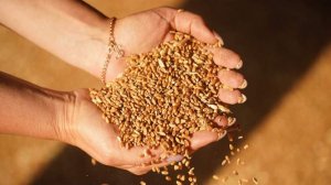 В правительстве прогнозируют экспорт зерновых на уровне 53–55 млн т