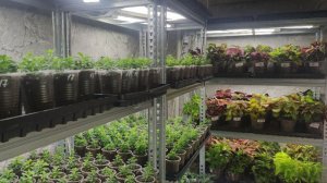 Как выращиваю ЦВЕТОЧНУЮ РАССАДУ в домашних условиях. Обзор стеллажей в конце декабря.