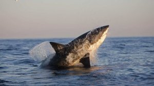 Акула разорвала триатлонистку во время тренировки в Тихом океане