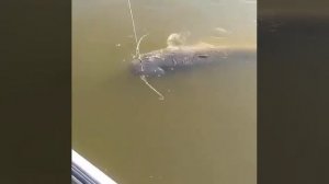 Побороть такого монстра очень сложно