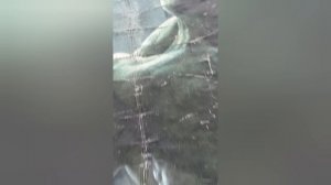 Халк охраняет робота в Волгодонске