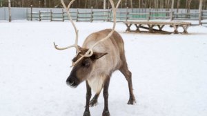 CNN: Финляндия обвинила российских волков в гибели почти 2 тысяч северных оленей