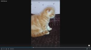 Котята питомника кошек  МИНИКОРЖИК