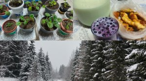 Чаепитие со свекровью,пересаживаю фиалки ,топлю печки.