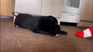 ВАЛЬКИРИЯ.ЧЁРНЫЙ ГАМПР.ШИКАРНАЯ ДЕВОЧКА АБОРИГЕННЫХ КРОВЕЙ ЭКСКЛЮЗИВ ОКРАСА#гампр#