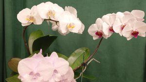 Мои бело-розовые красотки