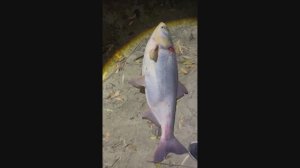 Рыбалка, Дон и огромный Толстолобик