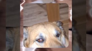 1000043322.mp4 (Собака наблюдает за лайфхаками при строительстве дома А-фрейм)