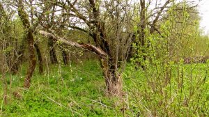 Дикие яблони весной