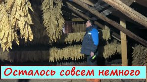 Ставим на ФЕРМЕНТАЦИЮ ГЕРЦЕГОВИНУ ФЛОР. Куда исчезает наш ТАБАК?! Наша ЖИЗНЬ В ДЕРЕВНЕ.