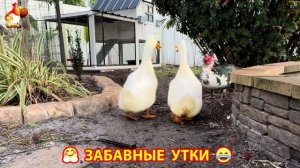 Забавные утки мускусные и пекинские на свободном выгуле со своими друзьями ч.(323) ❣️🤗😂