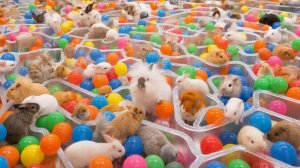 ВИДЕО ЗАЛИПАЛКА АСМР