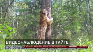 Видеонаблюдение в тайге. Новости. 23/12/2025. GuberniaTV