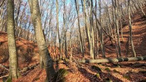ЧТО делать в КРЫМУ в межсезонье! Заблудились в лесу. Таинственный закат в горах. Старый Крым.