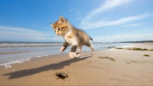 РАЗВЛЕКАТЕЛЬНОЕ ВИДЕО ДЛЯ ДЕТЕЙ