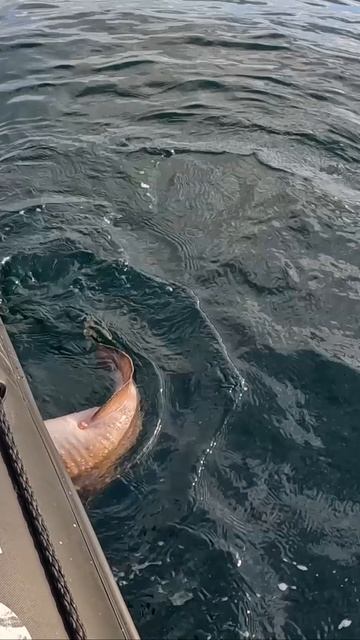 МОРСКОЙ НАЛИМ смотреть онлайн