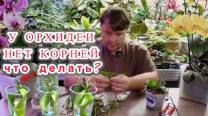 Как укоренить орхидею и нарастить корни, если это детка или у взрослой корни сгнили.
