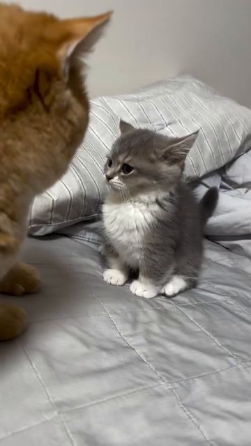 Микрохищник