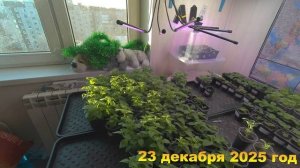 23. 7 соток. Как выросли мои петунии за 2 месяца. Погода в Выборге. Хроника 23 декабря 2025 год