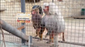 Говорят, Лиду с Елисеем без Люси кормить не будут - "только за ее счет и ели вкусно, неблагодарные"