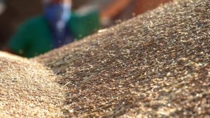 Патрушев: урожай зерна в РФ составит 137 млн тонн по итогам 2025 года