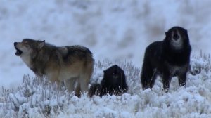 Финляндия обвинила волков из России в массовом нападении на оленей