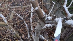 Работа с грушей по стабилизации роста и ослабления мощного лидера.