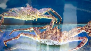 Daily Mail: в Британии запретят варить живых омаров и крабов