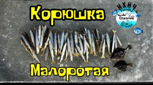 Корюшка Малоротая, оз.Выселковое