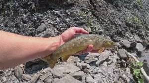 ЛОВЛЮ И ГОТОВЛЮ дикую горную ФОРЕЛЬ в моем уютном кемпинге  .