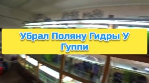 Убрал Поляну Гидры у Гуппи