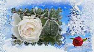 Розы в Зимнюю пору 1 от Киностудии Мудрого Кота Тимофея!