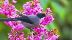 Коран сура Ан-Нисаъ видео 4к Миншави -Minshawiy