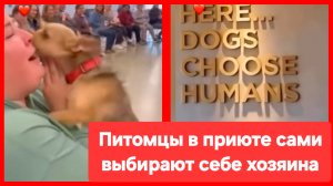 Быть добру! Питомцы в приюте сами выбирают себе хозяина ❤️