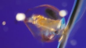 Pleuroxus aduncus - поляризация