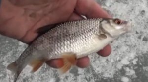 Теперь на чертика я ловлю!