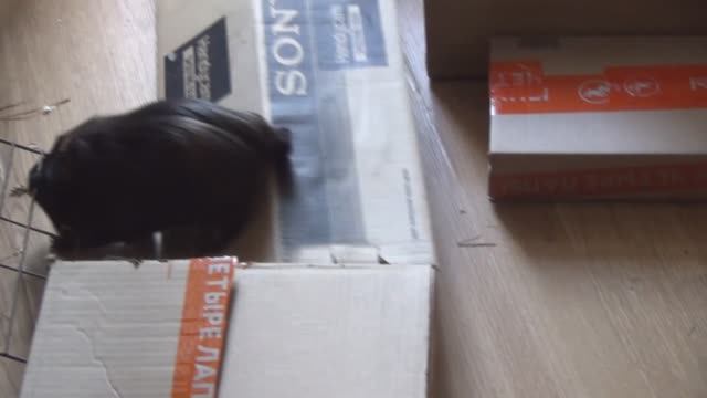 Морская свинка Блэкки коробки июль2021