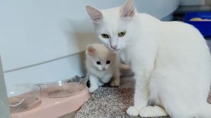 Мама-кошка и её котёнок по кличке Микки.