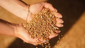 В правительстве прогнозируют экспорт зерновых на уровне 53–55 млн т